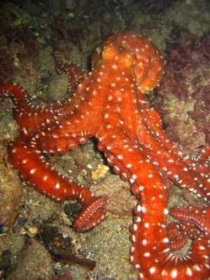 Octopus_macropus