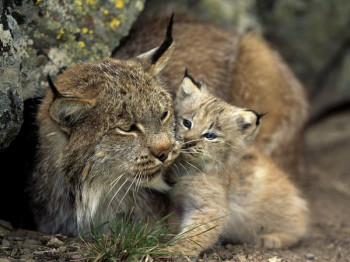 baby-lynx_232_600x450