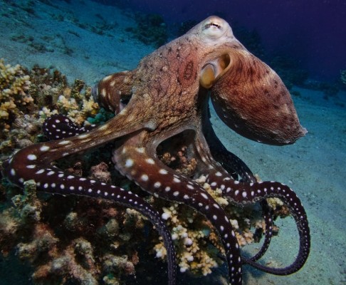 octopus__red_sea_by_danibarchana-d5m01hb