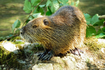 beaver1