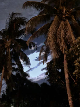 palms-in-moonlight