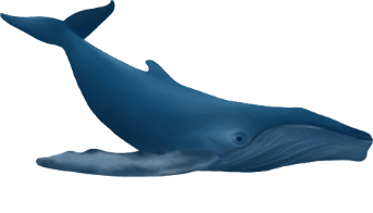 blog whale